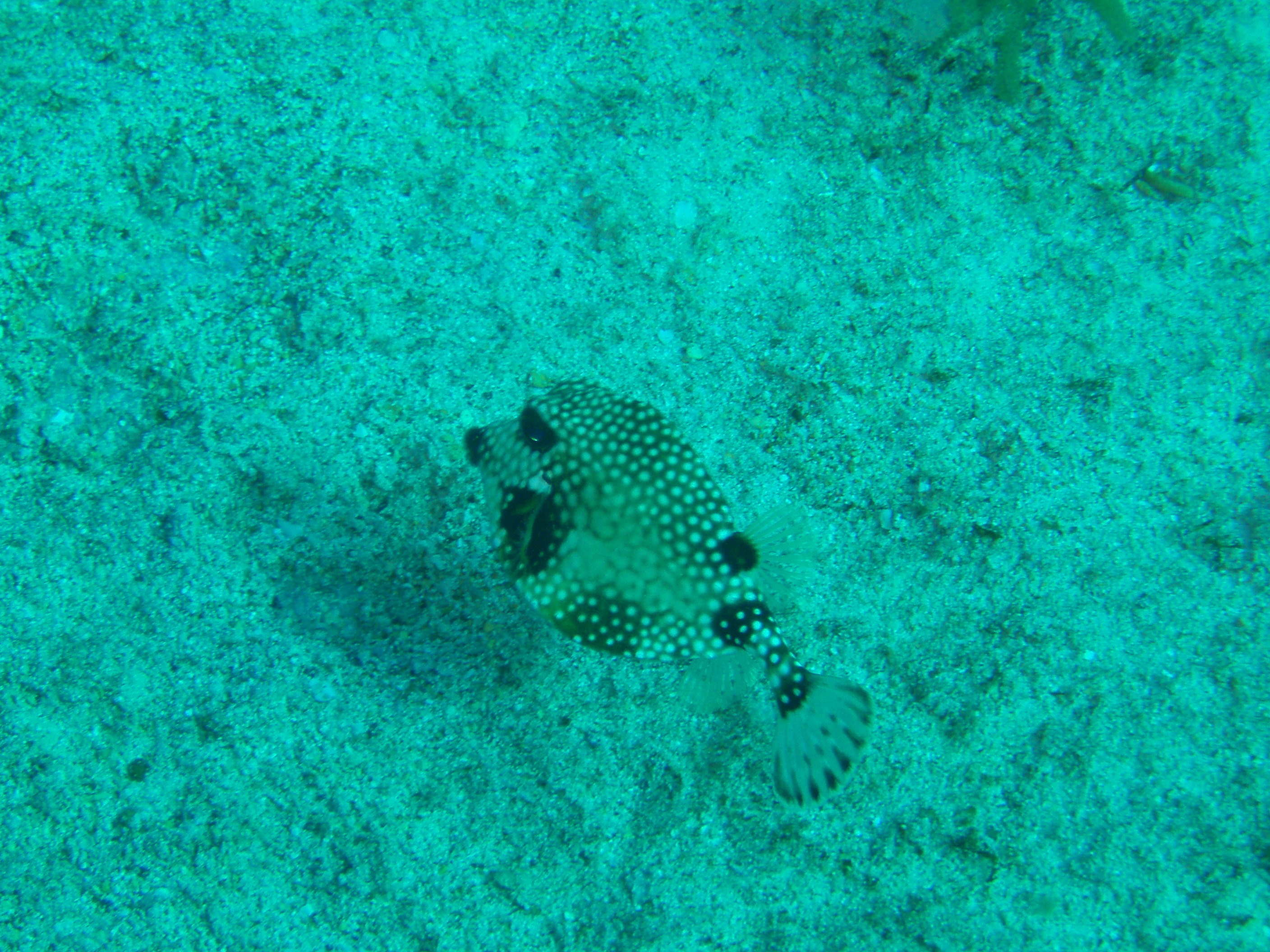 smooth trunkfish