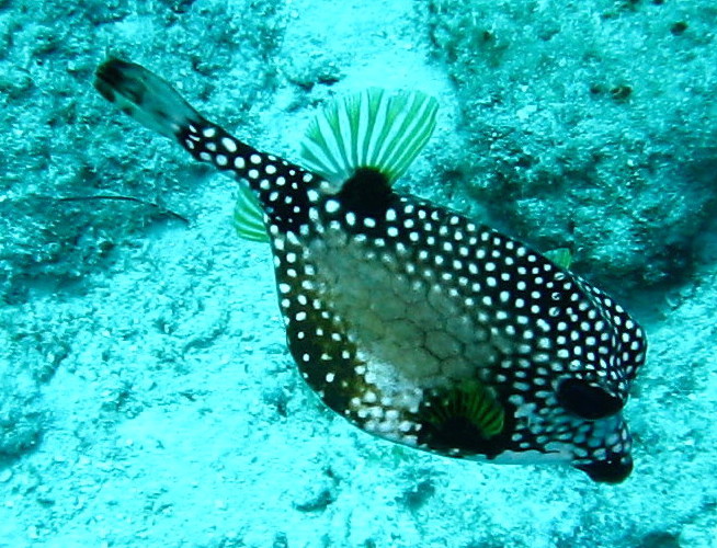 Smooth Trunkfish