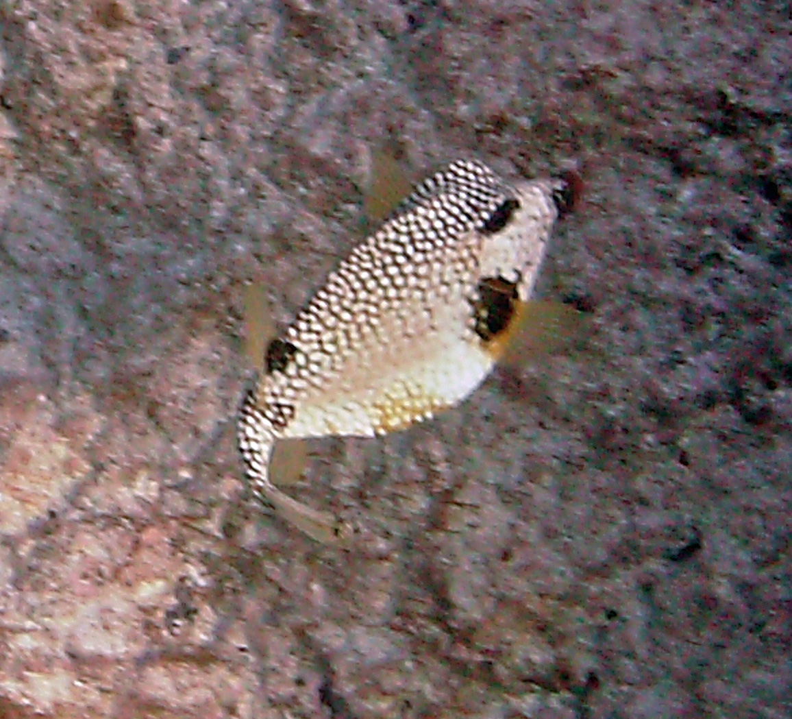 Smooth Trunkfish