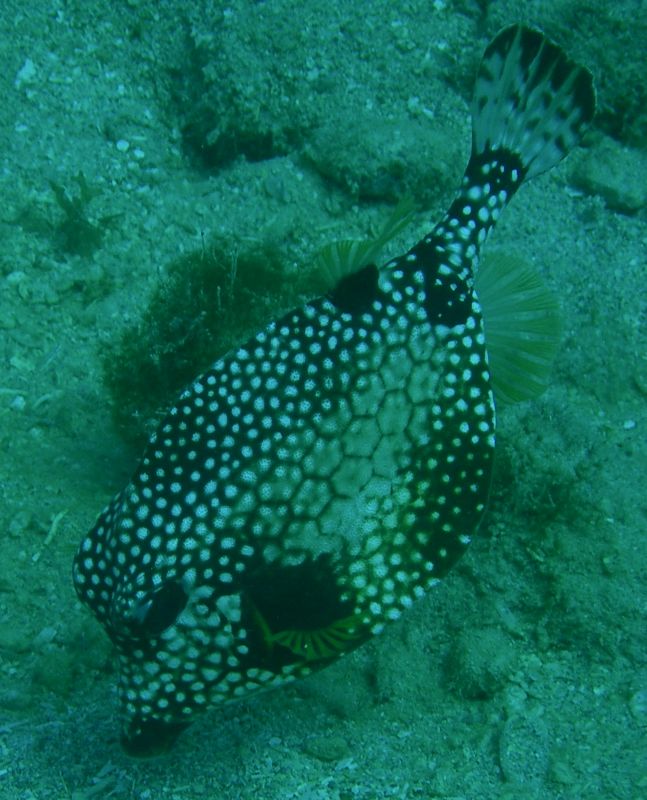 Smooth_Trunkfish