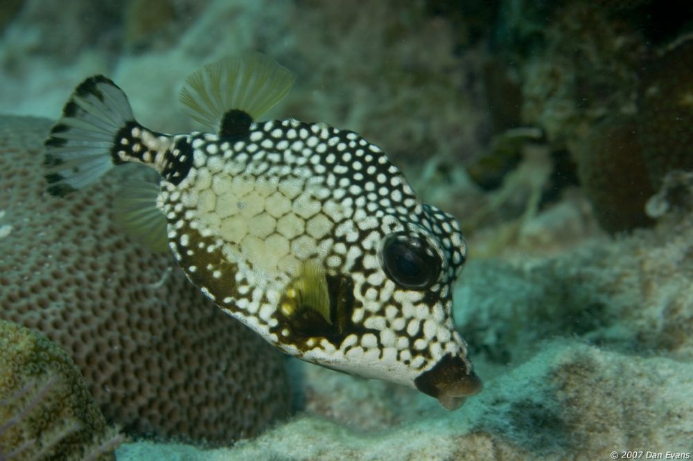 smooth_trunkfish