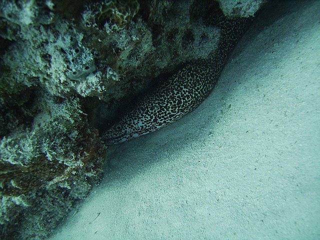 smotted_moray