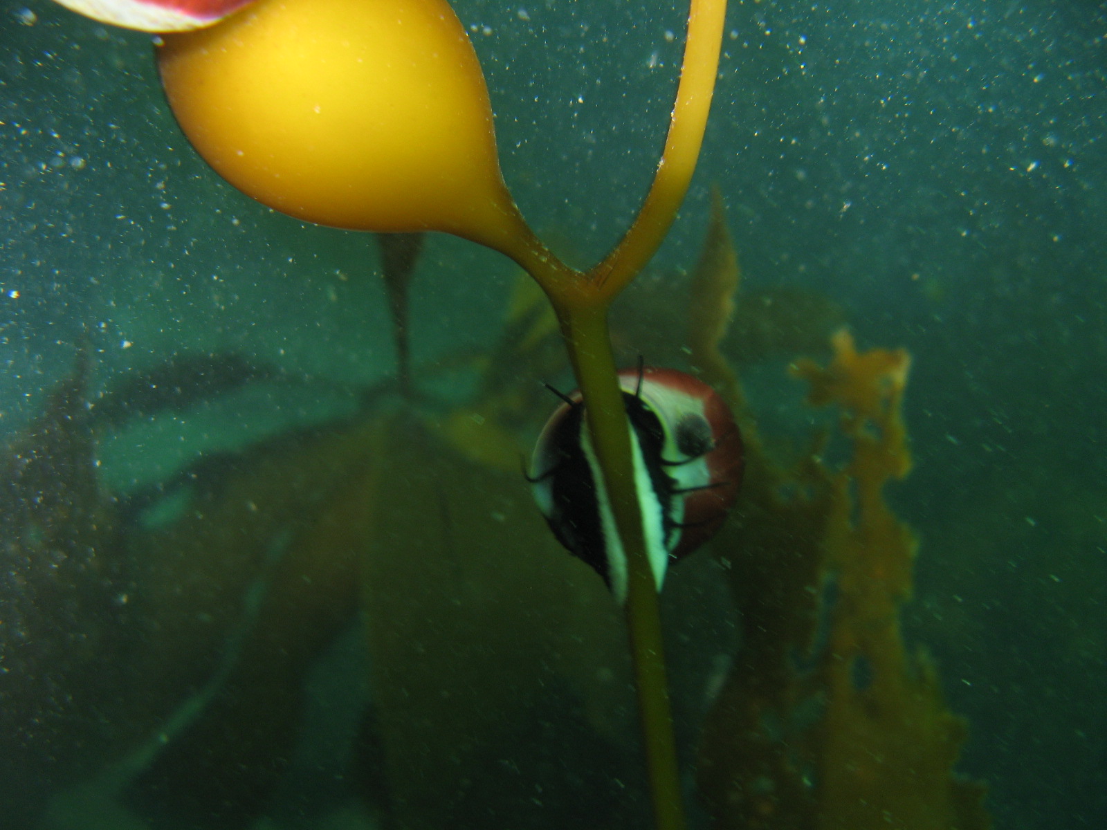 Snail crawling on kelp