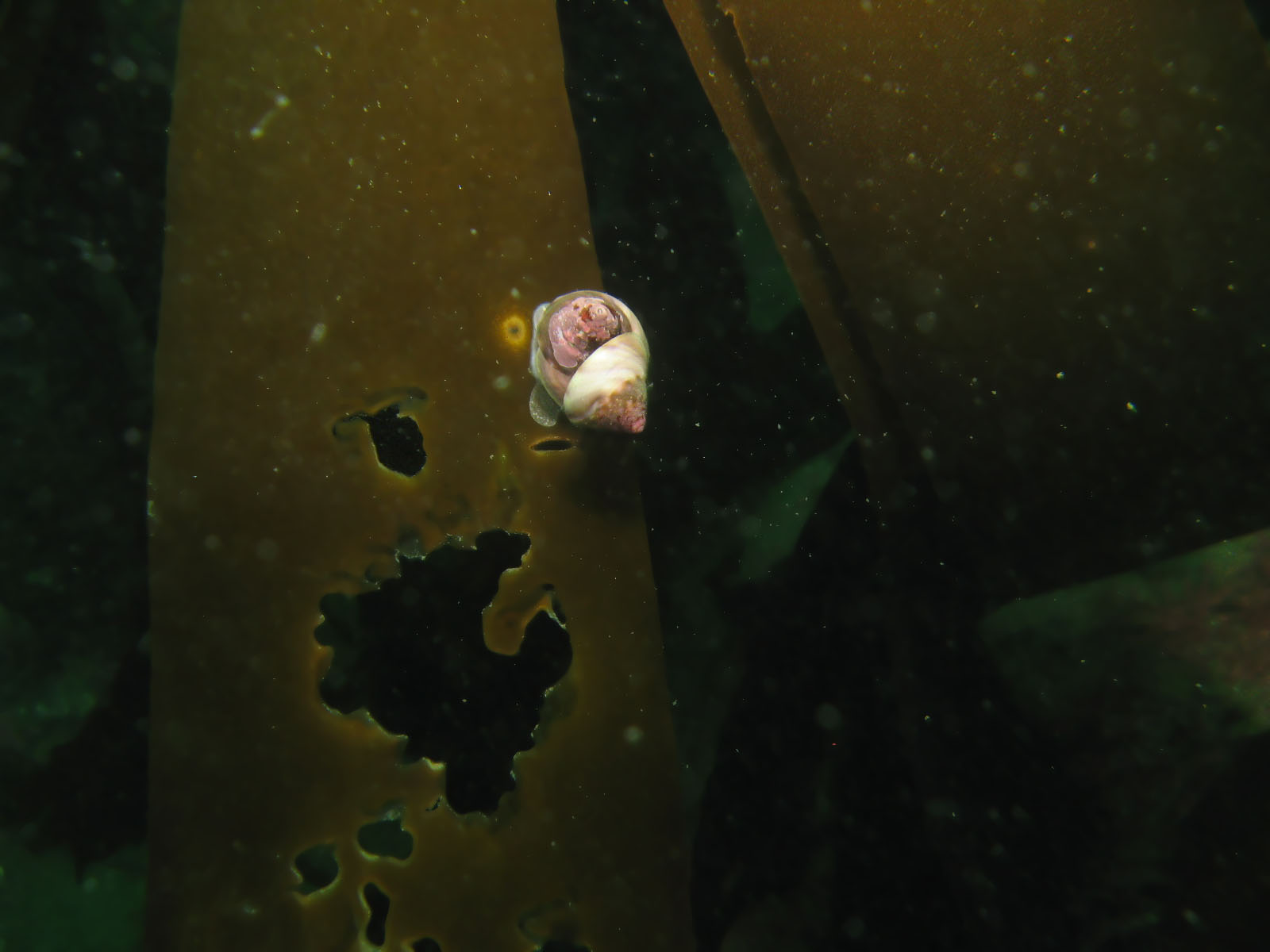 Snail on Kelp (closeup)