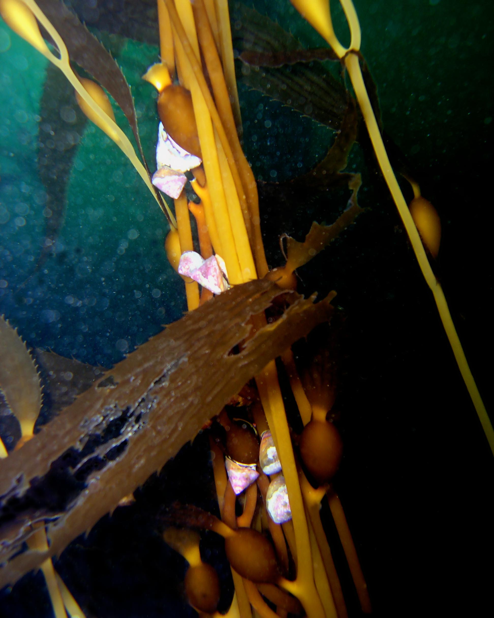 Snails and Kelp