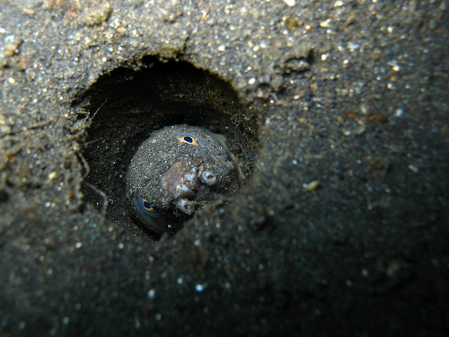 Snake eel in burrow
