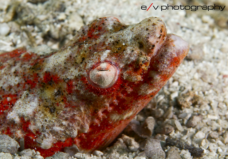 snake eel