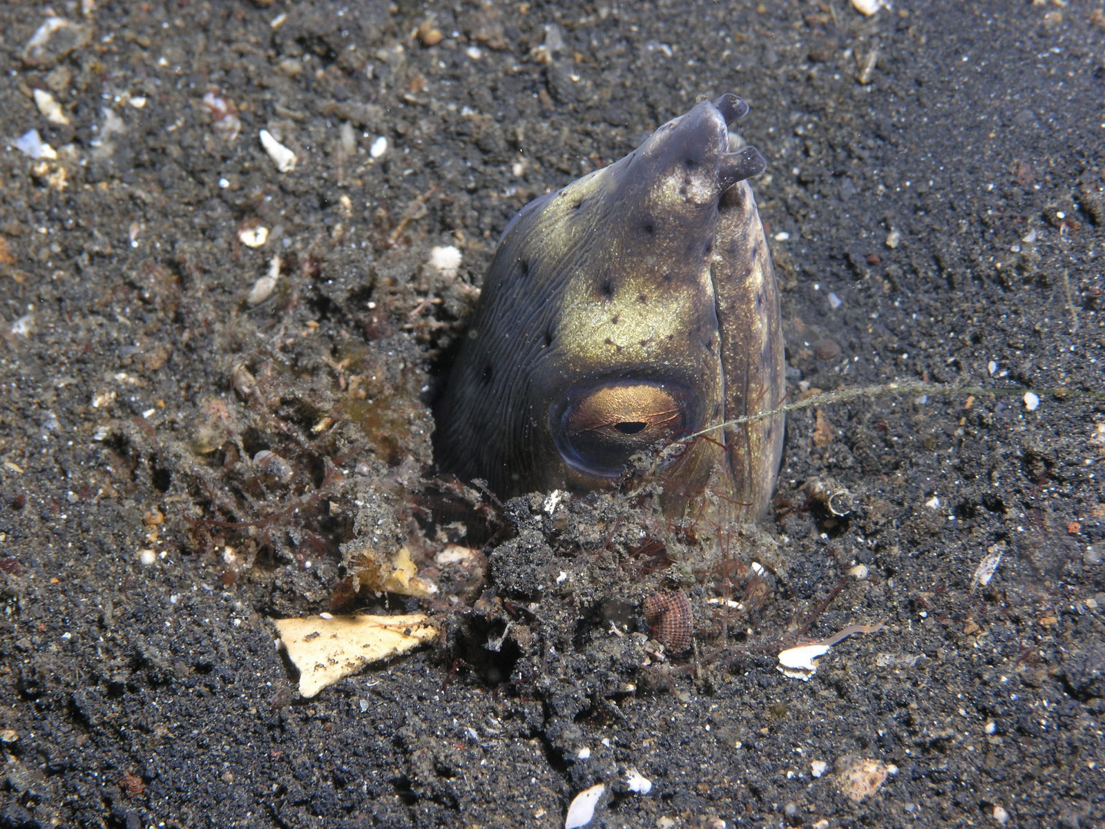 Snake Eel