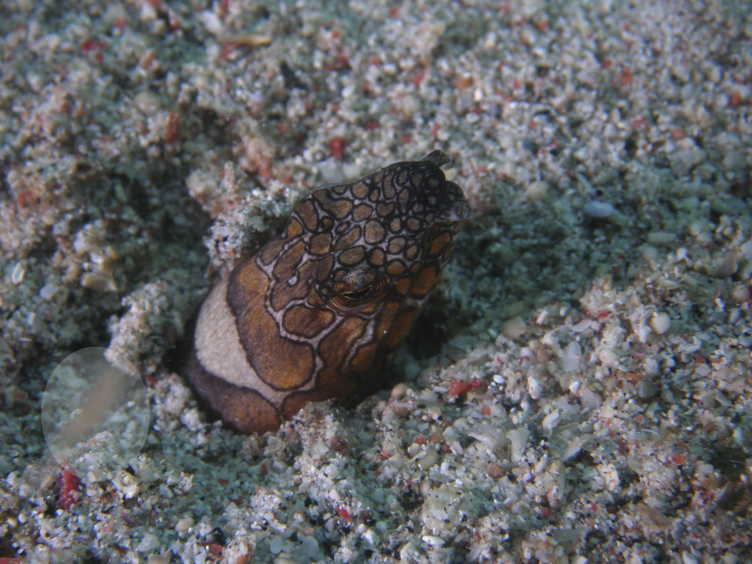 snake_eel_fishing_2_copy