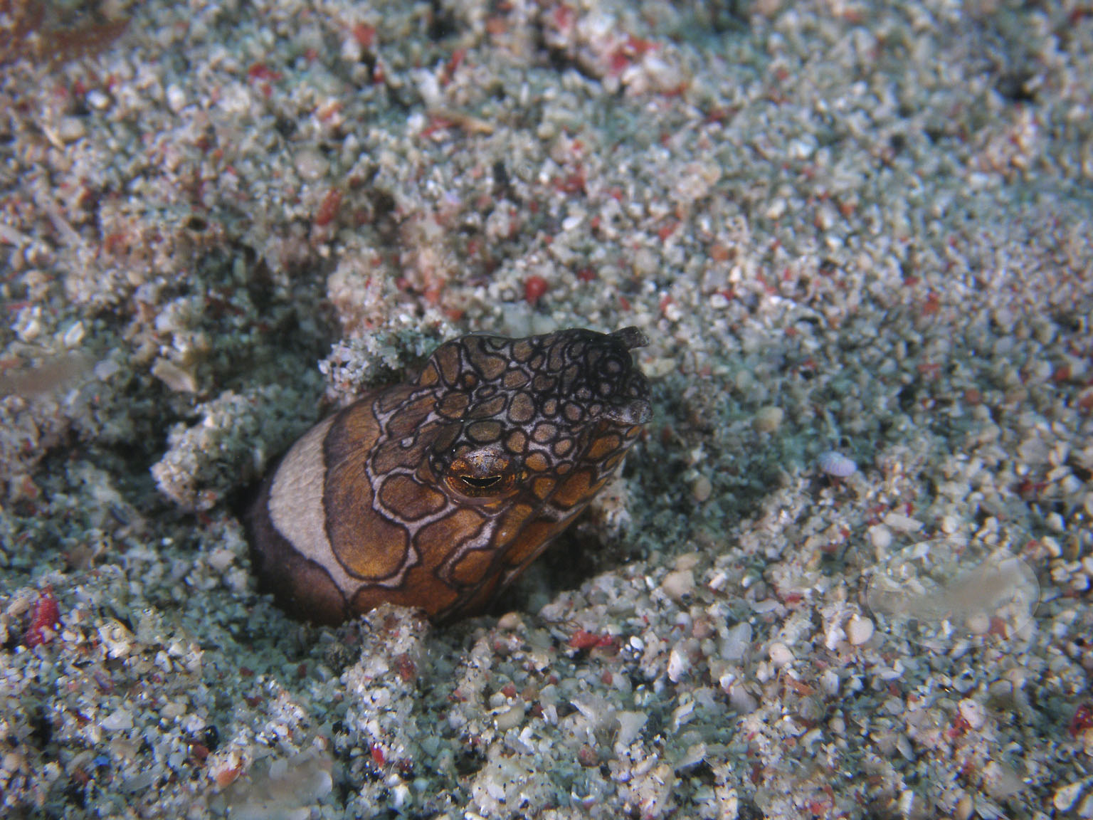 snake_eel_fishing_copy