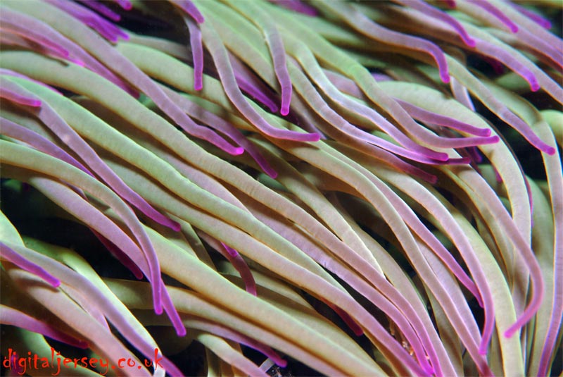 Snakelocks Anemone