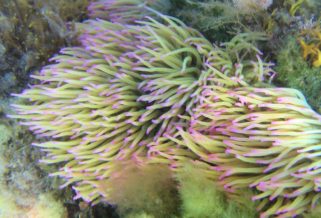 Snakelocks Anemones at Kimmeridge UK