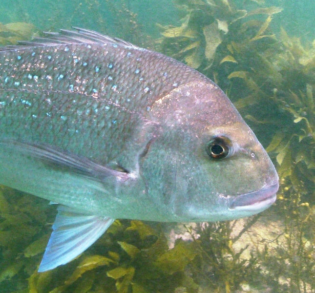Snapper Close up