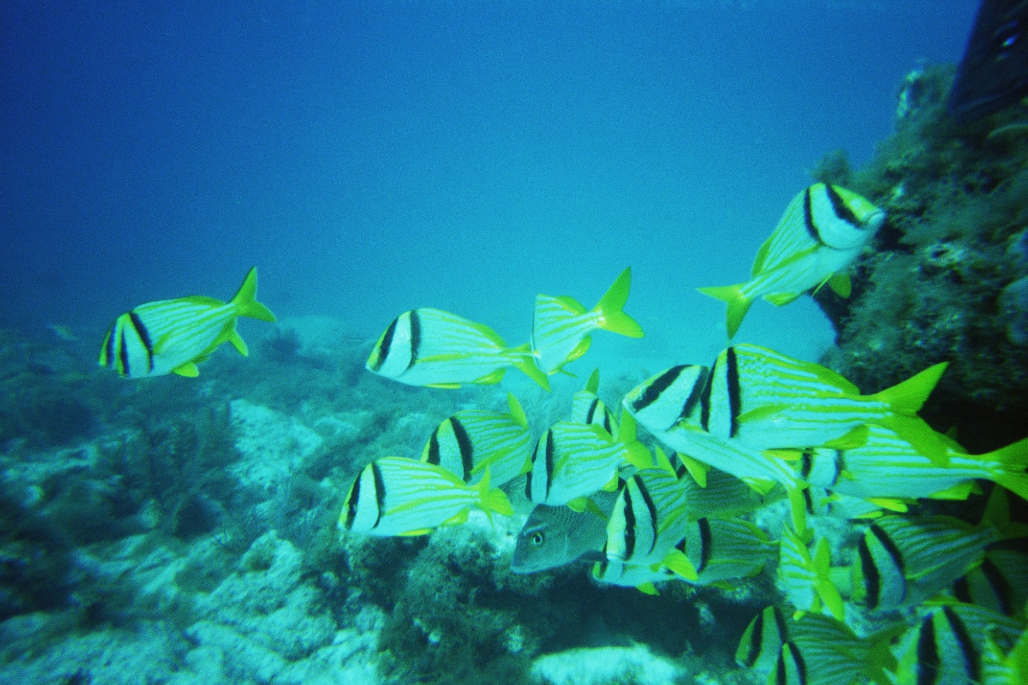 Snapper Ledge Fishies