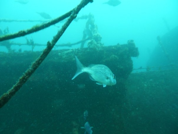 Snapper on HMNZS Waikato