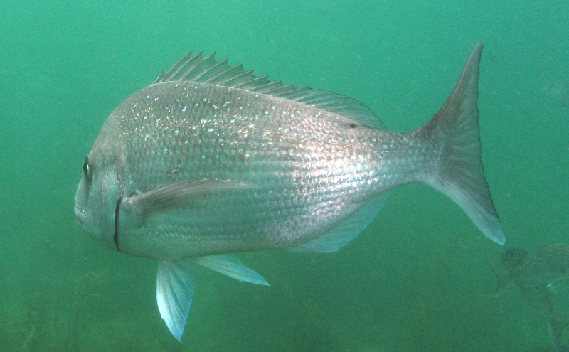 Snapper