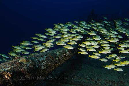 Snappers at Sea Tiger Wreck