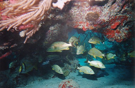 Snappers, Molasses Reef