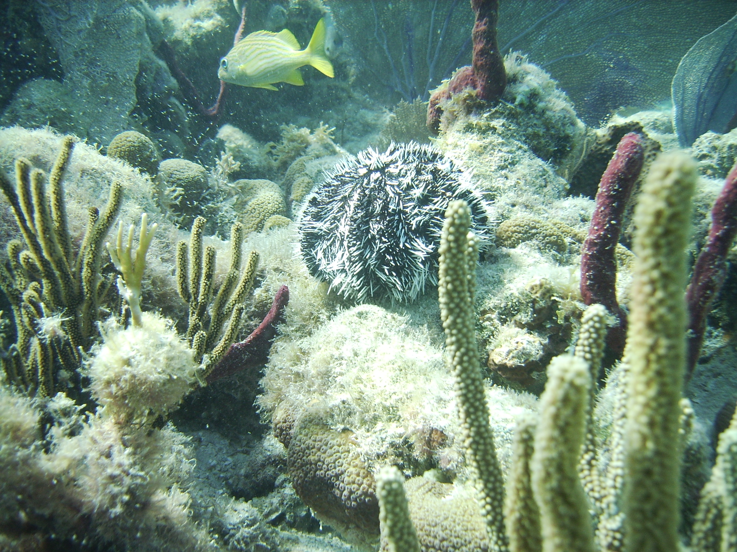 Snorkel reef scene /St John