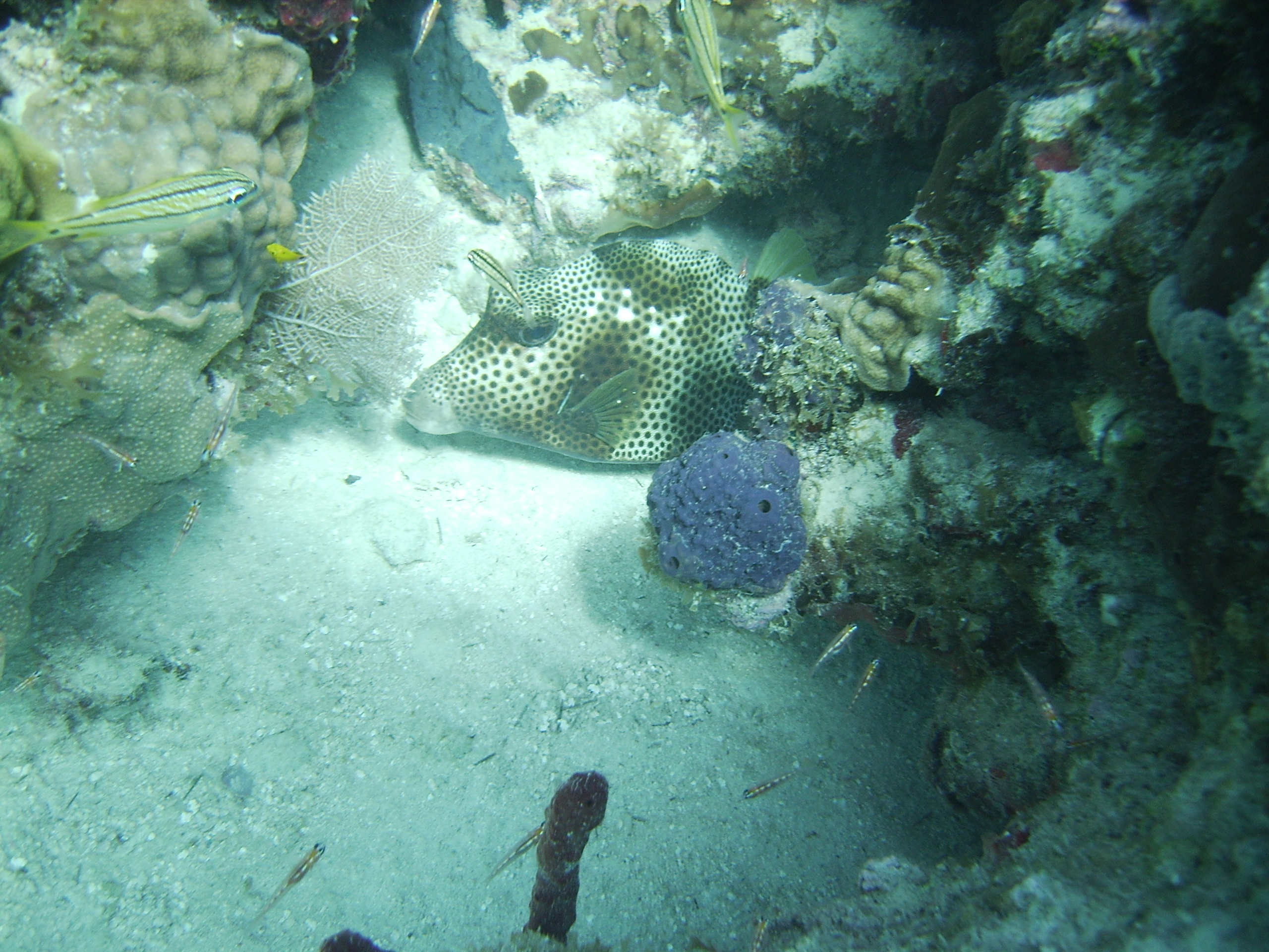 Snorkel trip St John