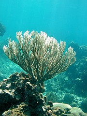 Snorkeling Caracol Barrier Reef - Haiti