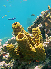 Snorkeling Caracol Barrier Reef - Haiti