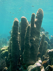 Snorkeling Caracol Barrier Reef - Haiti