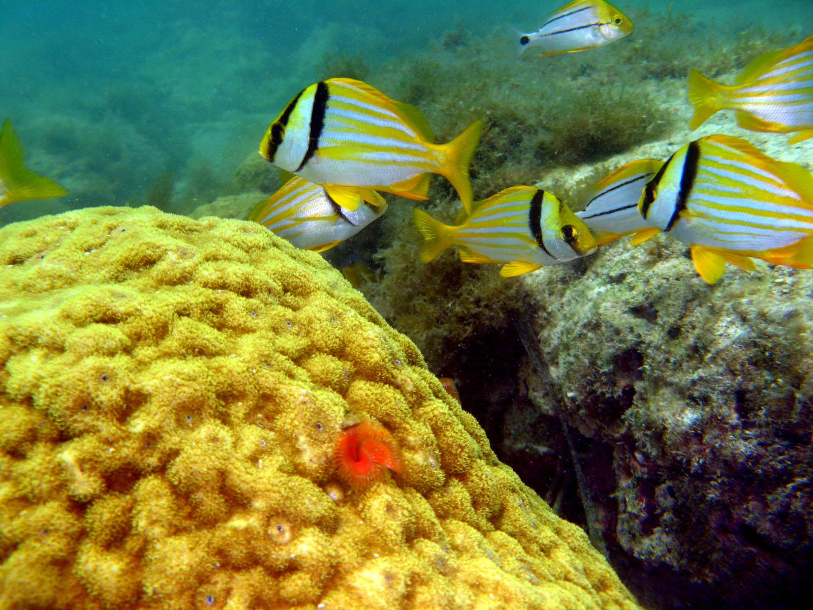 Snorkeling Shot