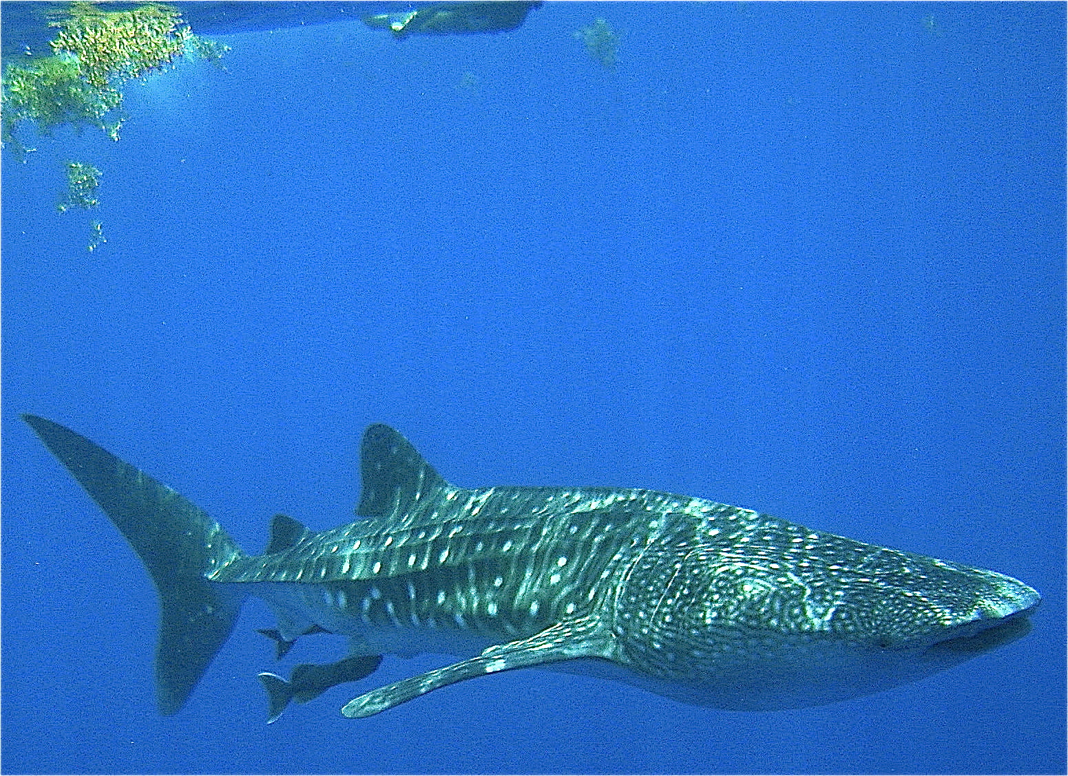 snorkeling with a whale shark