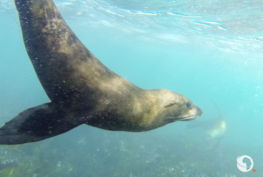 Snorkeling with seals