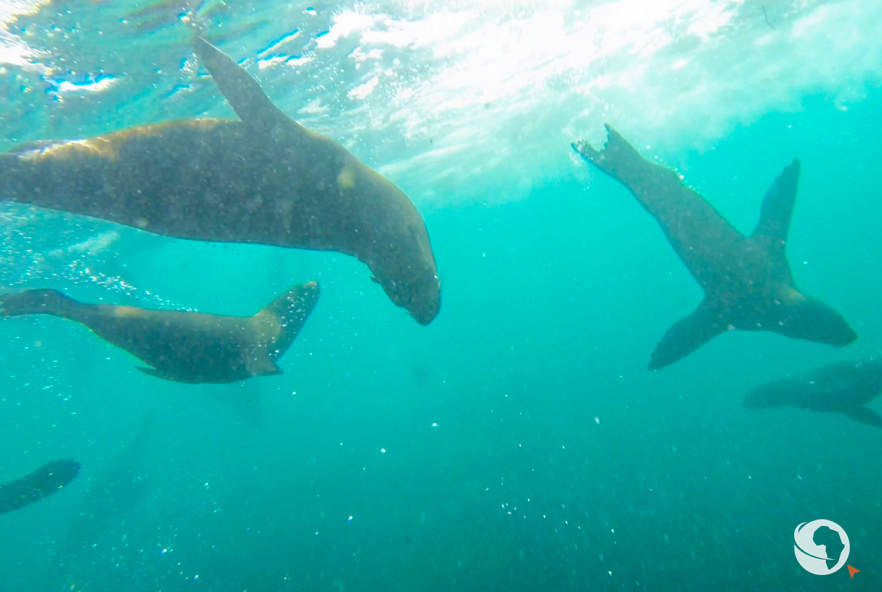 Snorkeling with seals