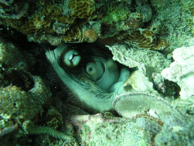 Snorkelling off Grand Anse Beach, Grenada (Caribbean)