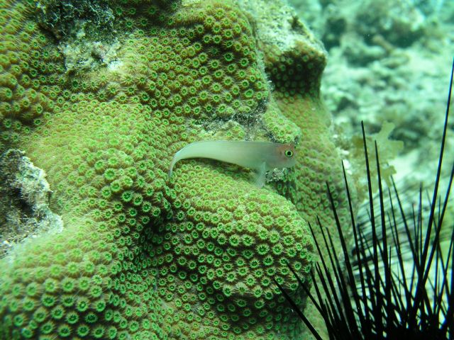 Snorkelling off Grand Anse Beach, Grenada (Caribbean)