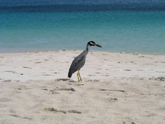 Snorkelling off Grand Anse Beach, Grenada (Caribbean)