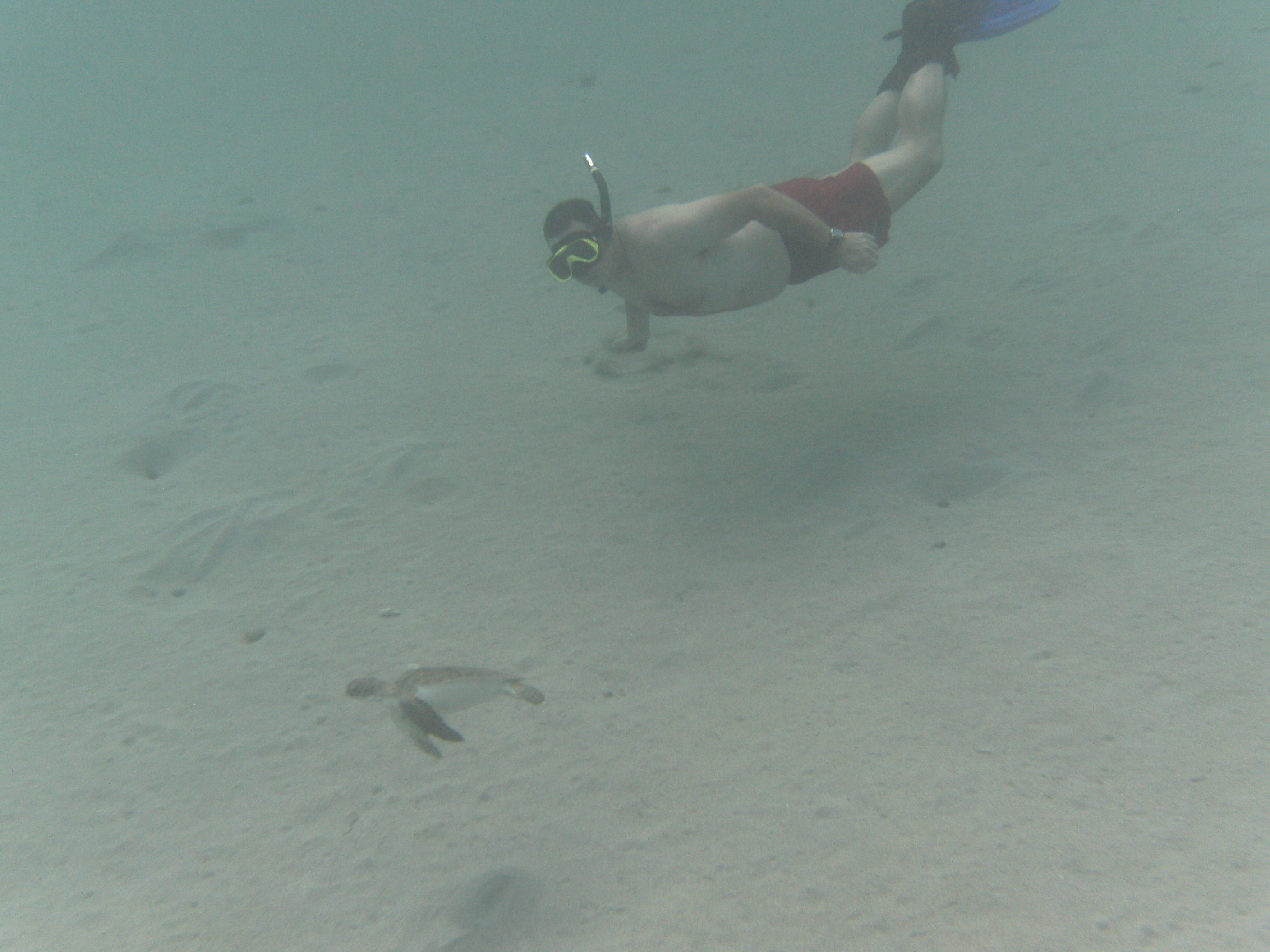 snorkling with the turtles
