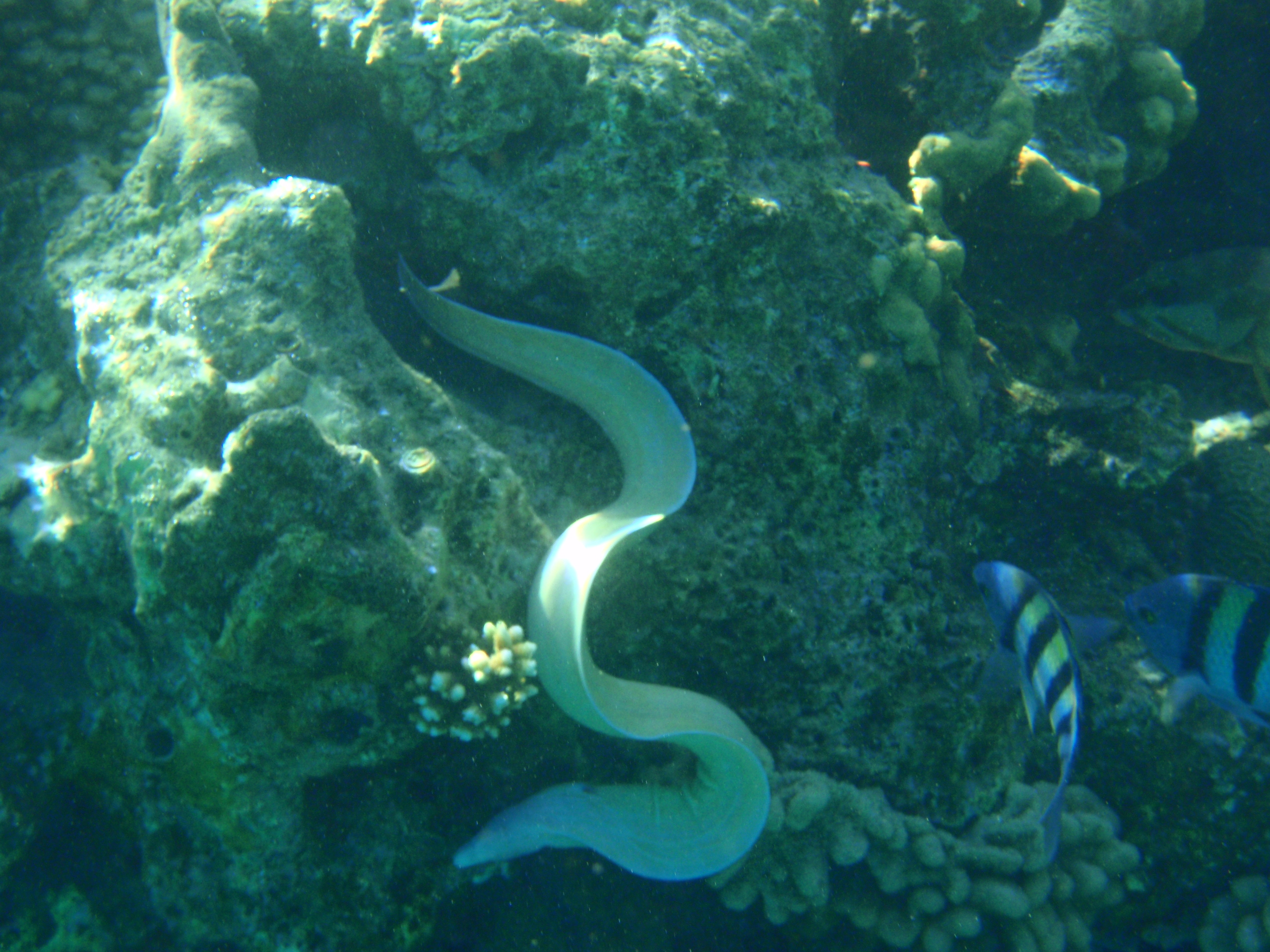 Snow Moray eel