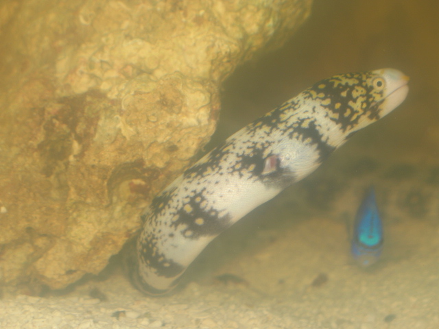 snowflake Eel and a Blue Damsel