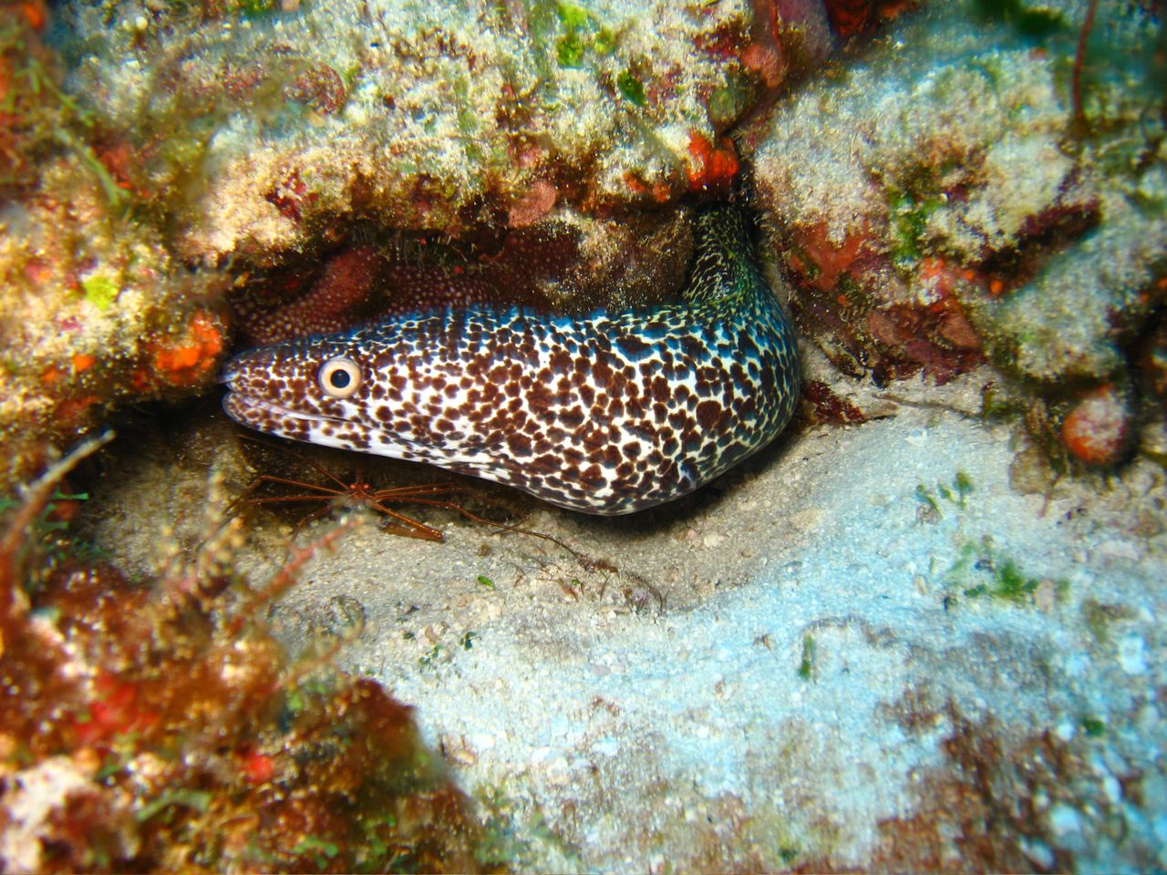 Snowflake eel & Spider Crab