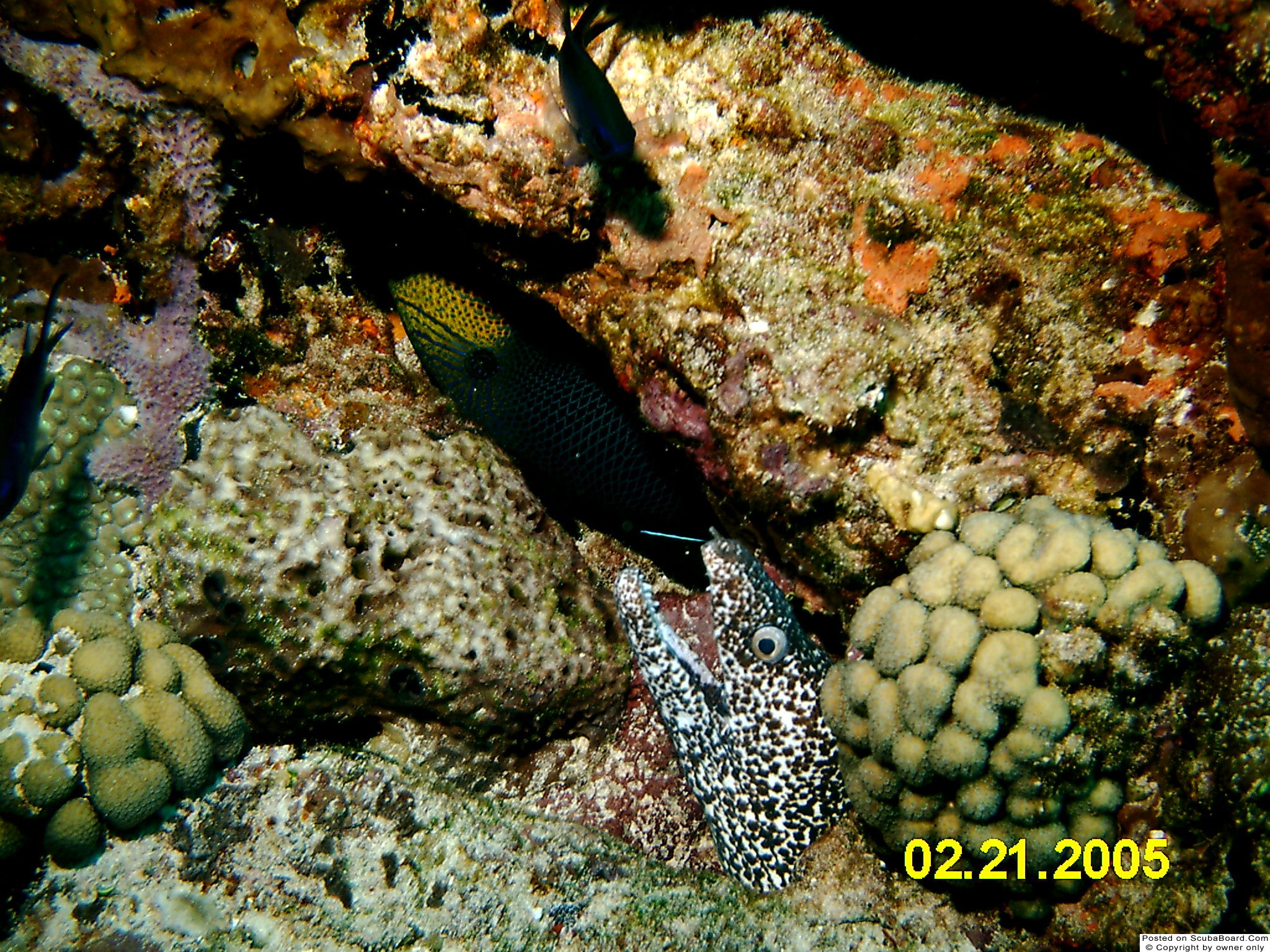 Snowflake Eel