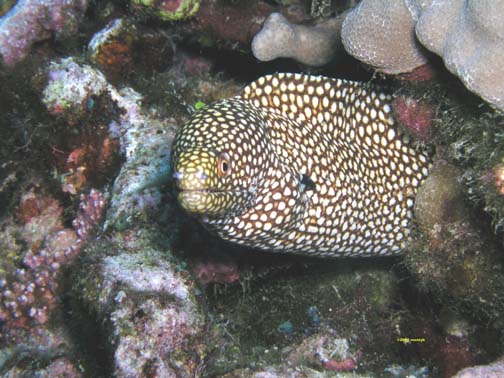 Snowflake Moray 2