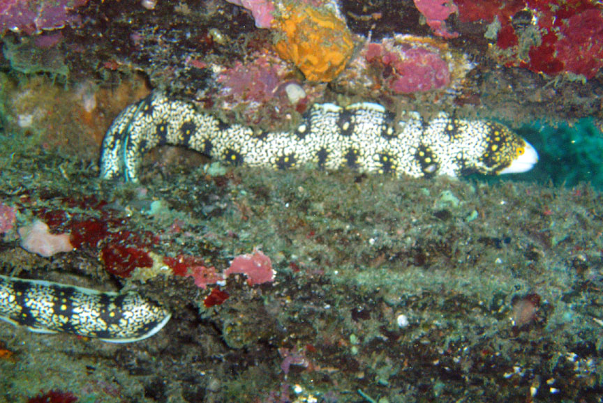 Snowflake Moray Eel