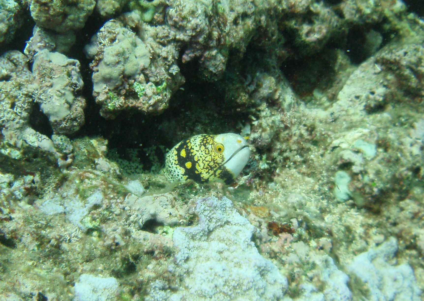 Snowflake Moray Eel