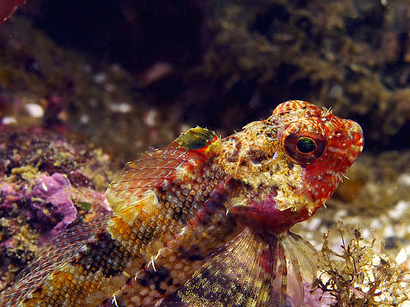 Snubnosed Sculpin