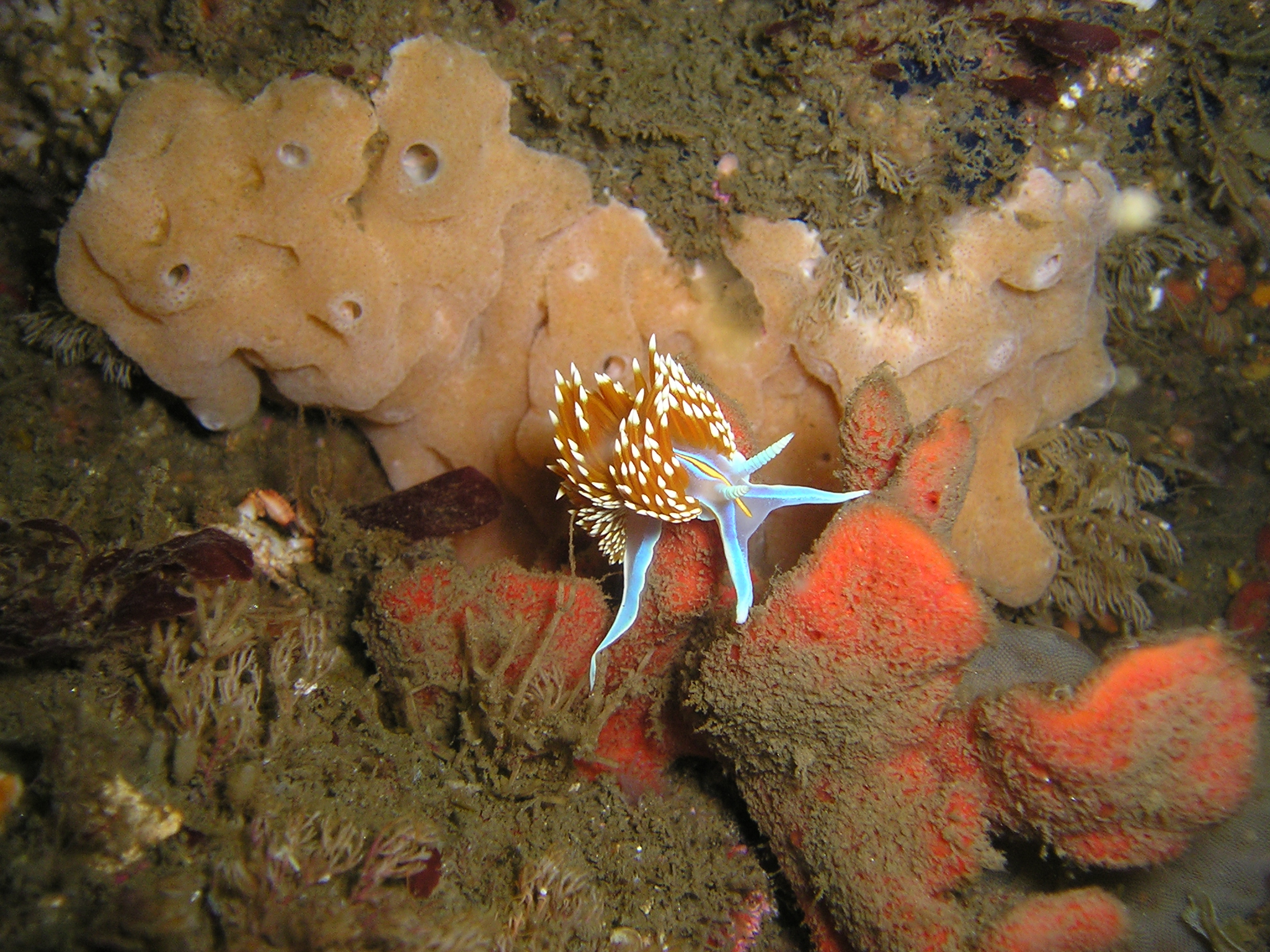 so. cal nudibranc"s