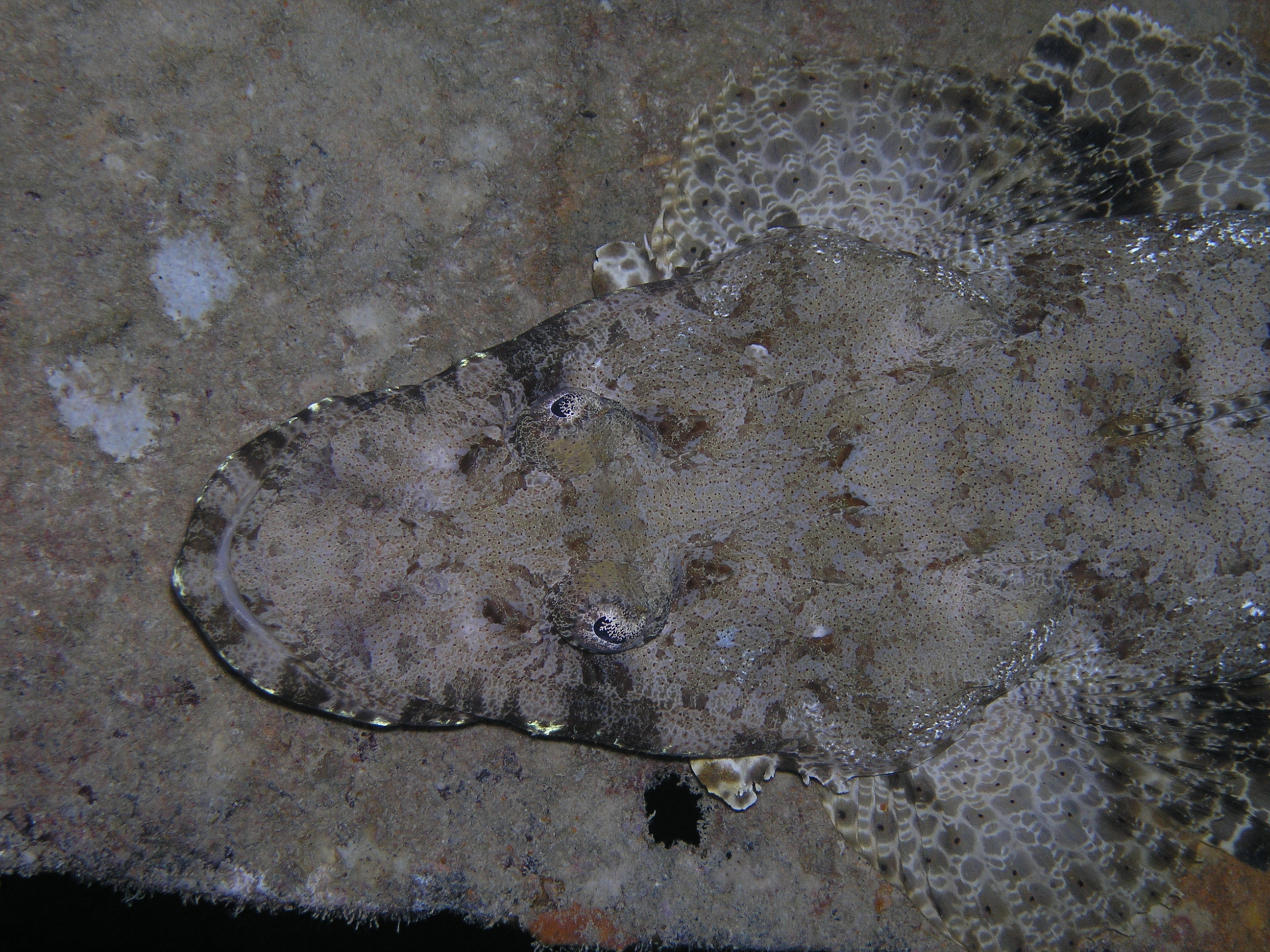 so many crocodile fish on the wreck