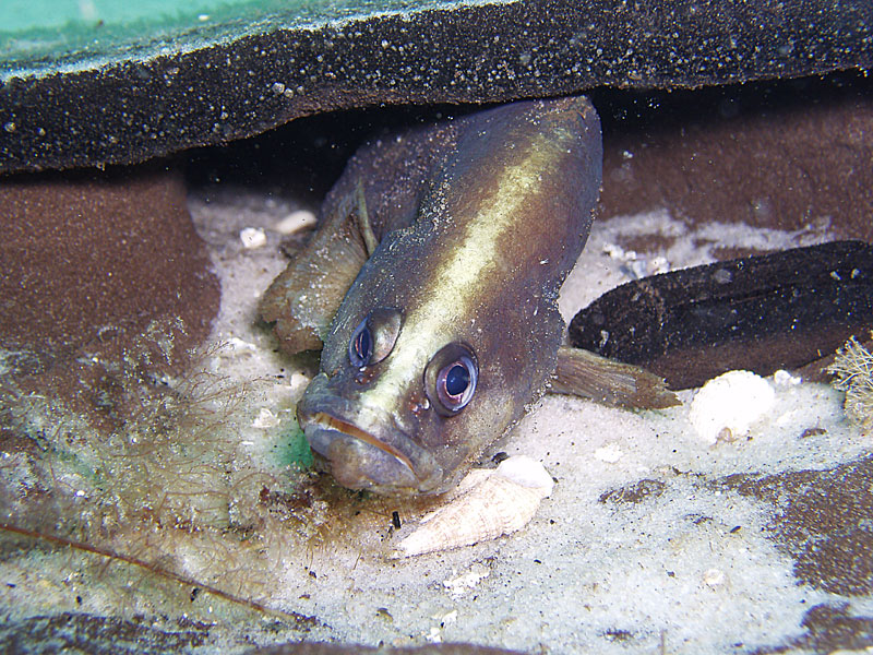 Soapfish - Destin Jetties