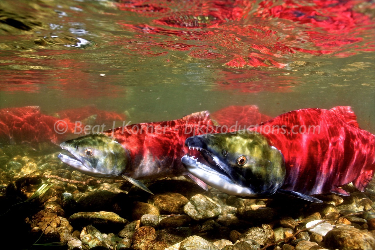 Sockeye Salmon