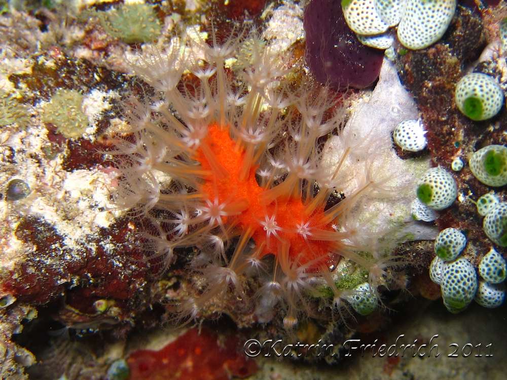 Soft coral - Alcyonium glomeratum