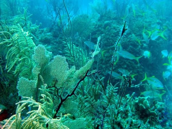 Soft coral and Yellow Snapper