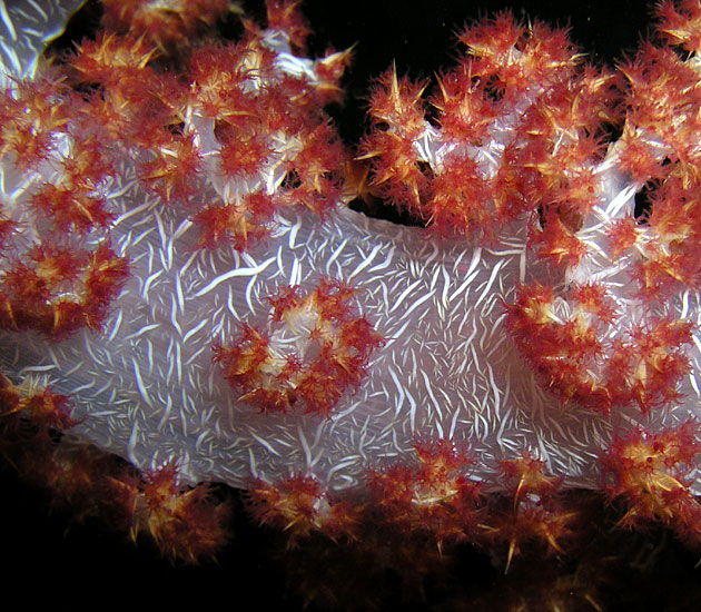 Soft Coral Buds